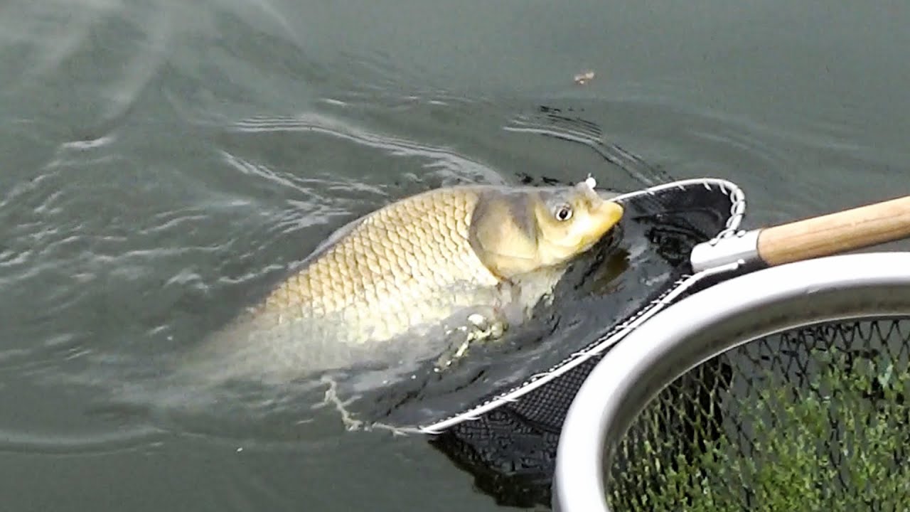 激レア放出！】へらタモ柄 名月 激レア放出！】へらタモ柄 名月