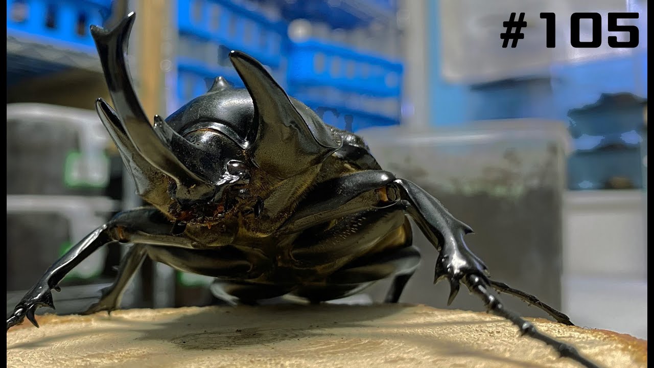 105] Three years have passed since then. This day has finally