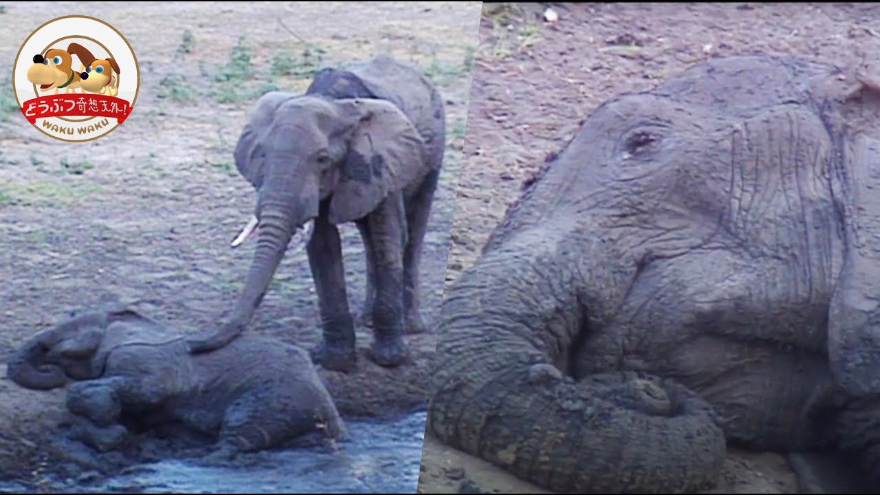 最後のゾウ安息地”で異変 「奇行」も確認 - YouTube