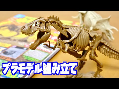 恐竜 ティラノサウルス 全身骨格プラモデル 大迫力 全長約22㎝!小学8