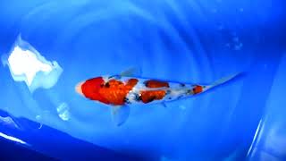 第5回ライブ鯉カップ Part II】260215-081の出品鯉のご紹介！！ - YouTube