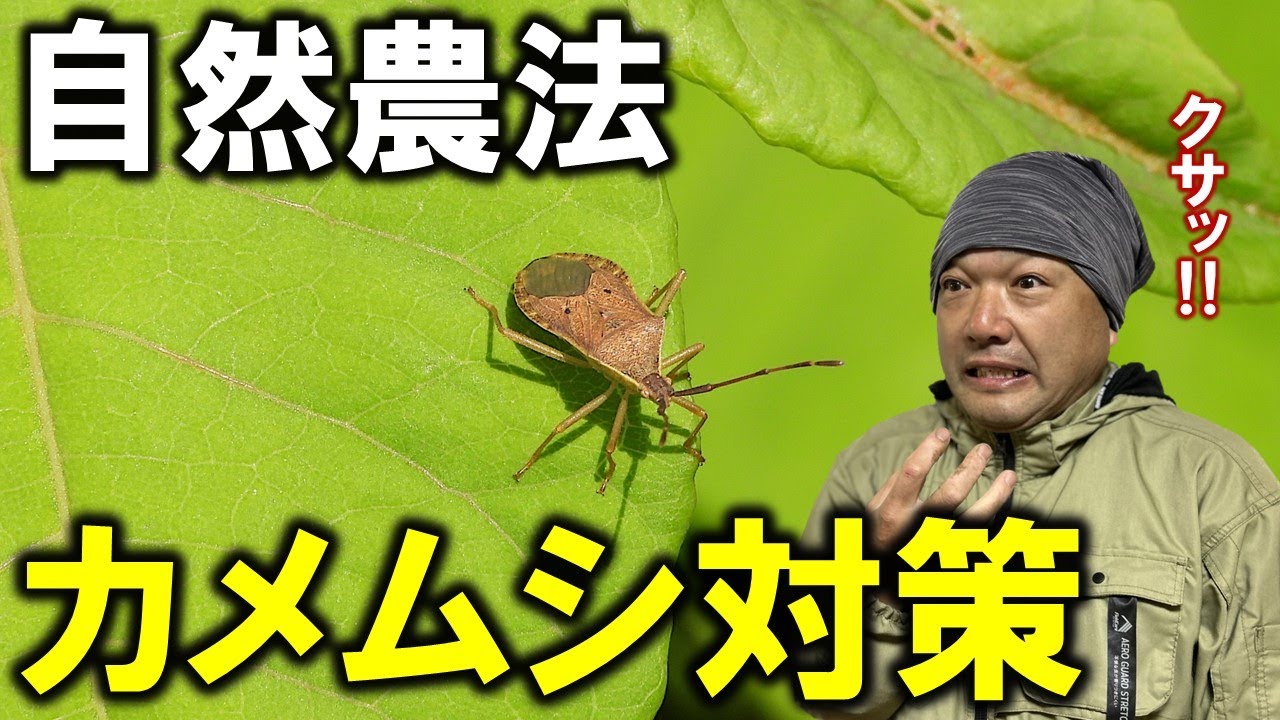 謎のカメムシ液】カメムシ撃退法【ギモンにこたえ隊】 - YouTube