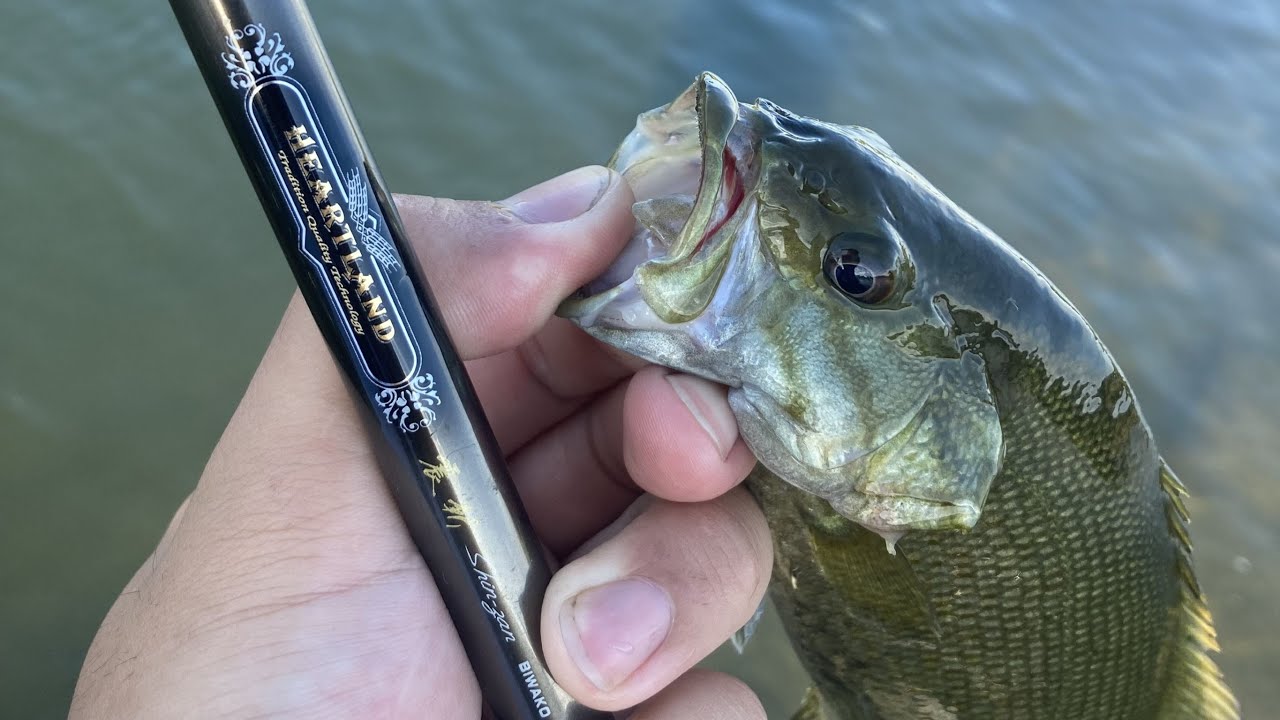 震斬琵琶湖スペックでスモールマウスバス釣り - YouTube