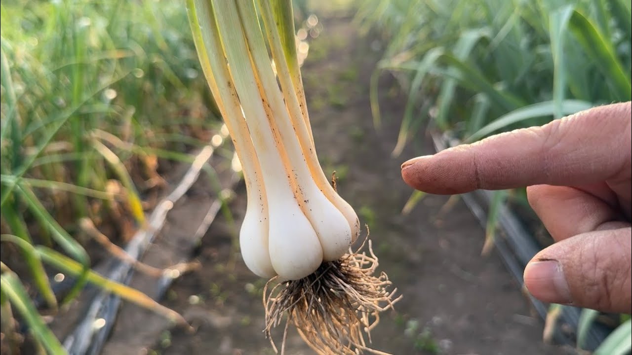 Garlic completely destroyed? Crop damage is spreading! 24/4/15