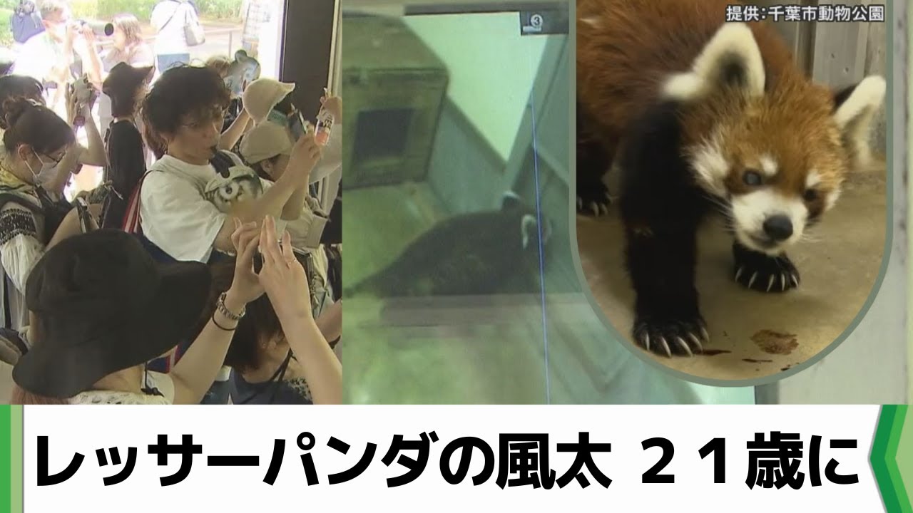 レッサーパンダの風太が国内最高齢の21歳に 誕生日祝う人で賑わう
