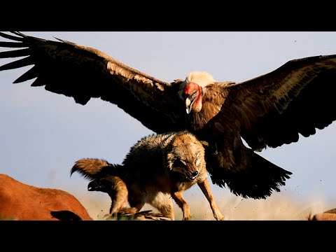 衝撃】地球上で最も巨大な鳥類ランキング！ - YouTube