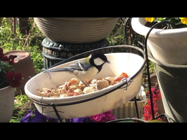 2026年2月15日今日のメジロくん - YouTube