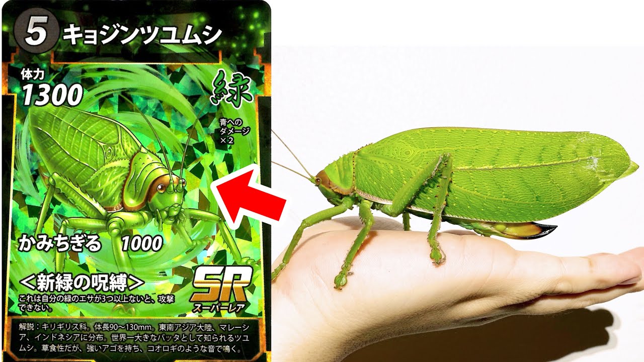 I made a deck using only the insects I've caught and made a Bug