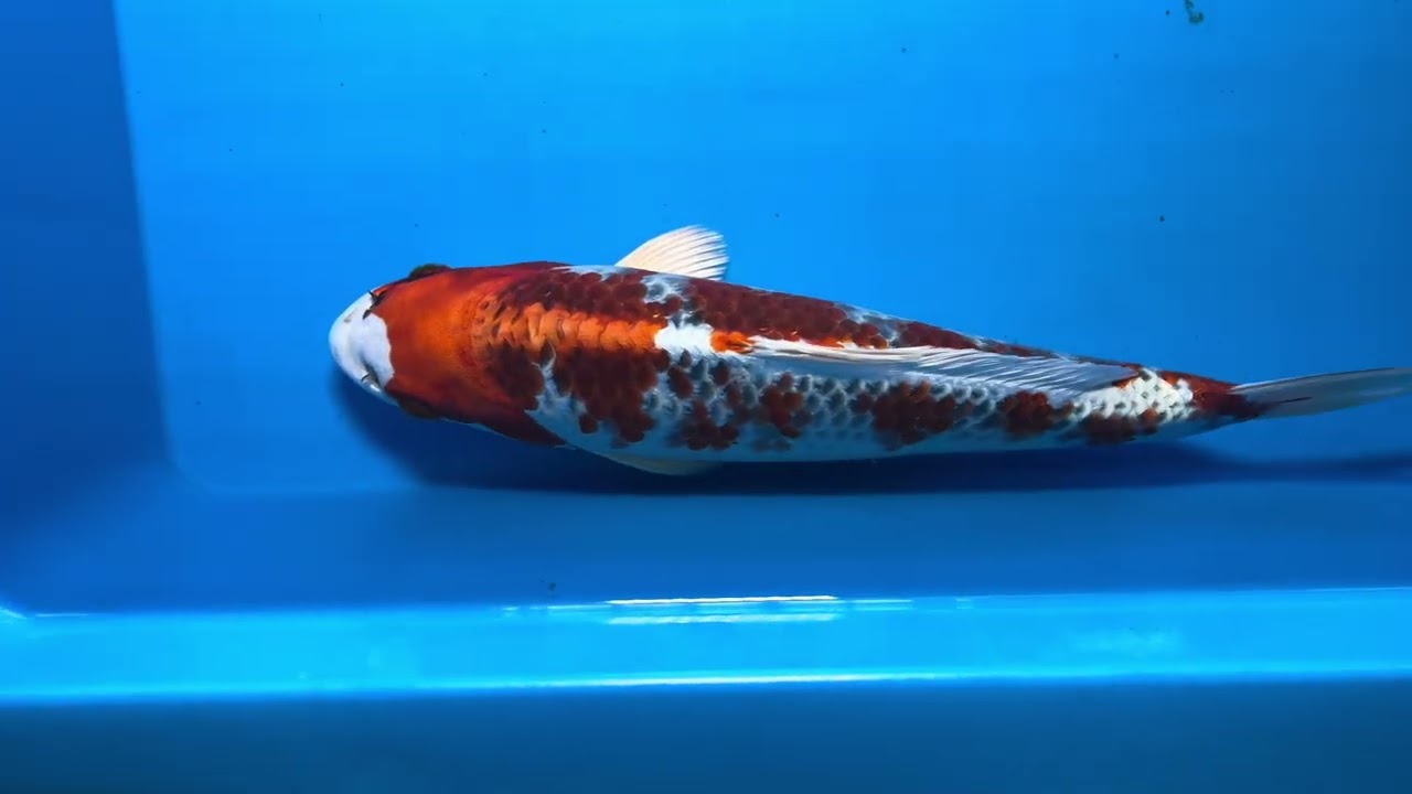 錦鯉【手取フィッシュランド】OMOSAKO×BEPPUフェア'26～面迫産 孔雀