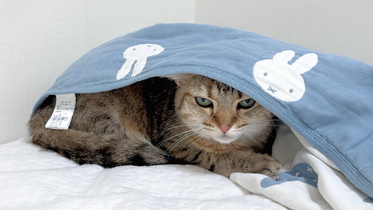 ENG) My Cat Waited All Day for My Sister… Not Knowing She Wasn't