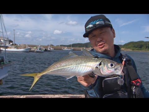 Feel like fishing anytime!] #235 The world of horse mackerel