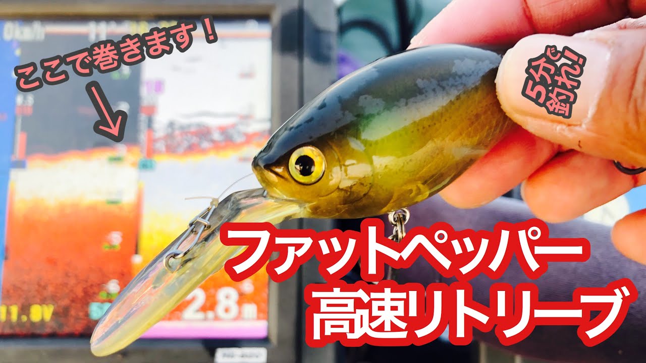 5分で釣れ！】ファットペッパー高速リトリーブ！【琵琶湖バス釣り