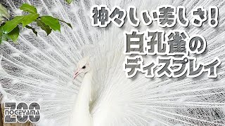 野毛山動物園】神々しい美しさ✨白孔雀アズキくんのディスプレイ