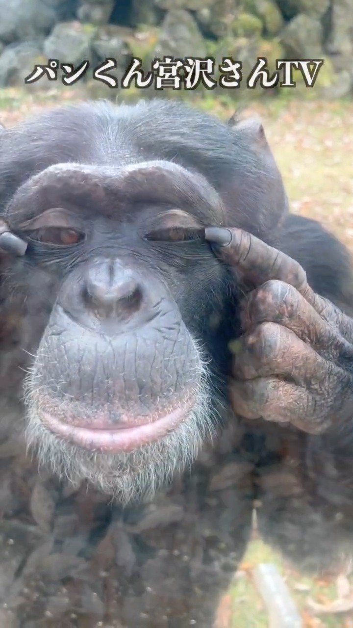 Pan-kun, now 24 years old, still performs a perfect backflip