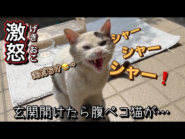 Hissing! The hissing won't stop. When you open the front door, you