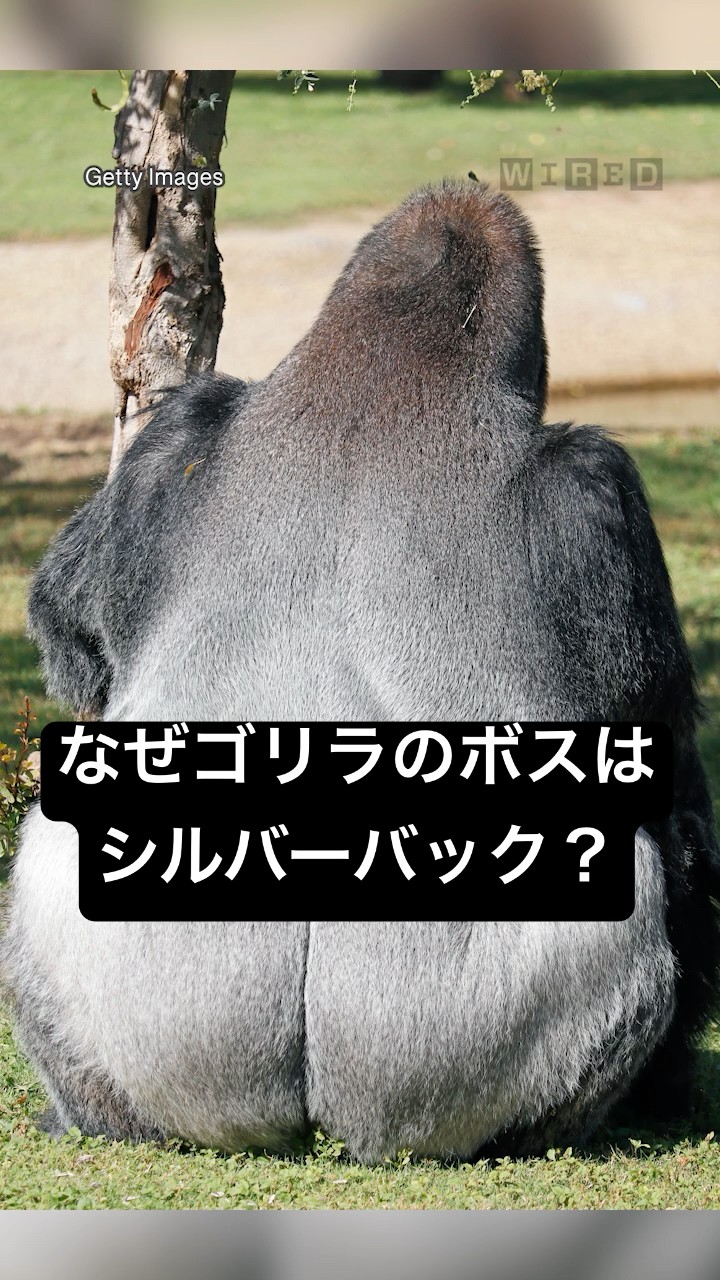 Why is the boss of gorillas called silverbacks? #techsupport