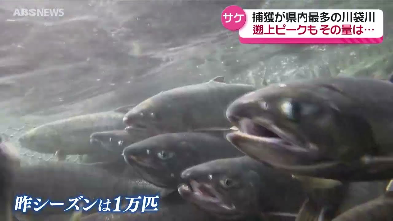 サケの遡上がピーク - YouTube