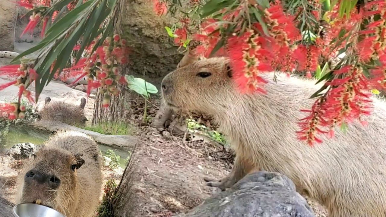 赤いブラシの木の「映えスポット」で食事タイムのカピバラさん