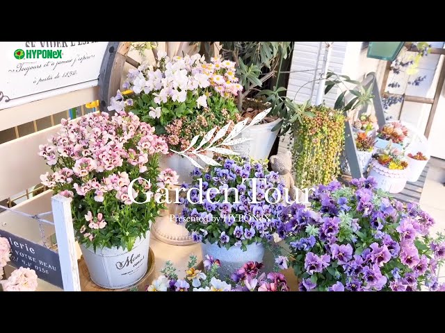 🕊Garden Tour🕊87：玄関前の限られたスペースで四季折々なお花を様々