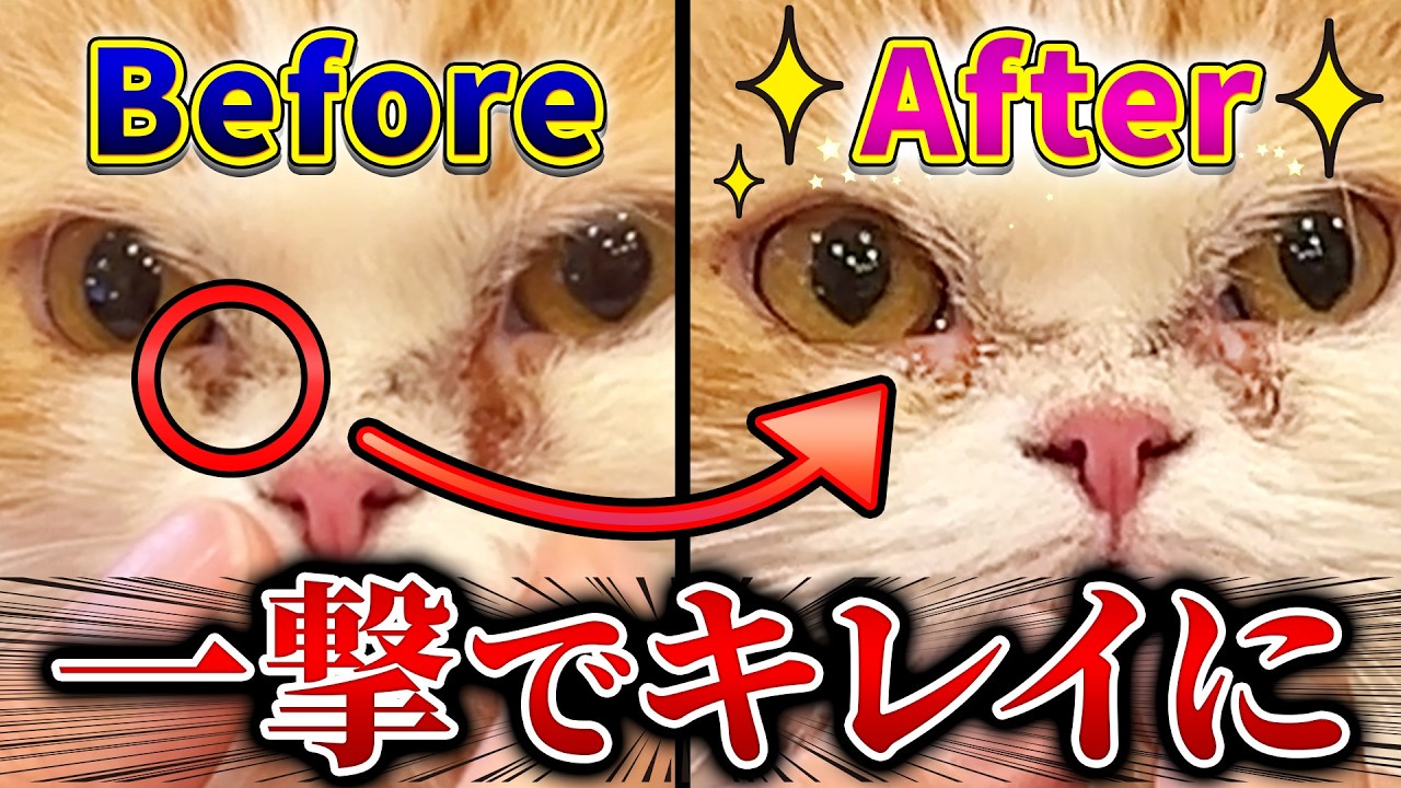 重度な流涙症の猫はケアをしないとこうなります - YouTube