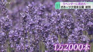 まるで紫の絨毯！ 海とラベンダーの両方で素敵 ラベンダー