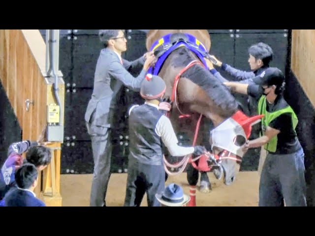 日本テレビ盃2025】装鞍所でフォーエバーヤングに鞍付けをする坂井瑠星