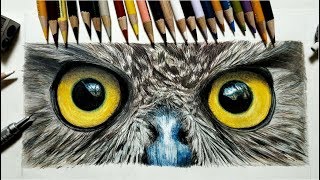 色鉛筆でフクロウを描いてみた Realistic colored pencil drawing of