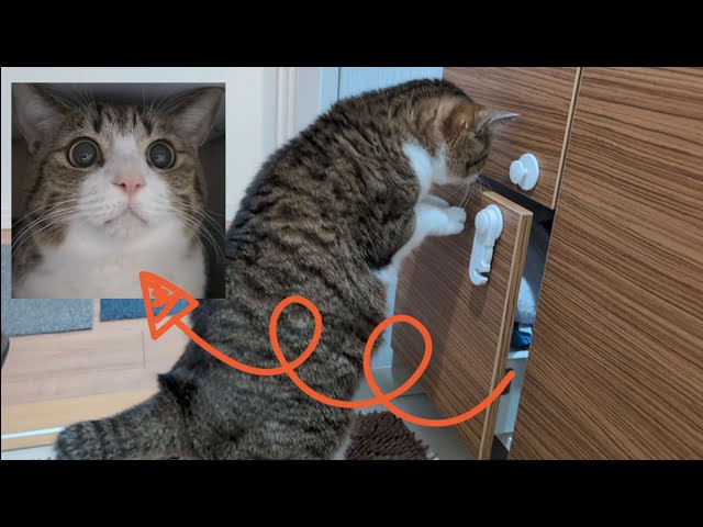 引き出しの奥には猫の秘密基地がありました。vol.1010 - YouTube