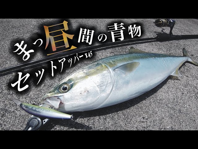青物釣り】まっ昼間にセットアッパー145。 - YouTube