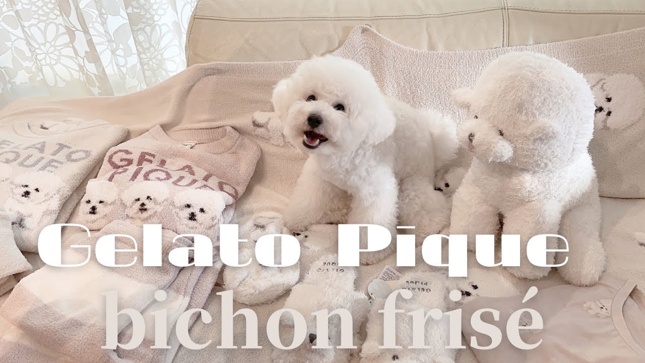 gelato pique 🤍 bichon frise 🐩 購入品紹介 - YouTube