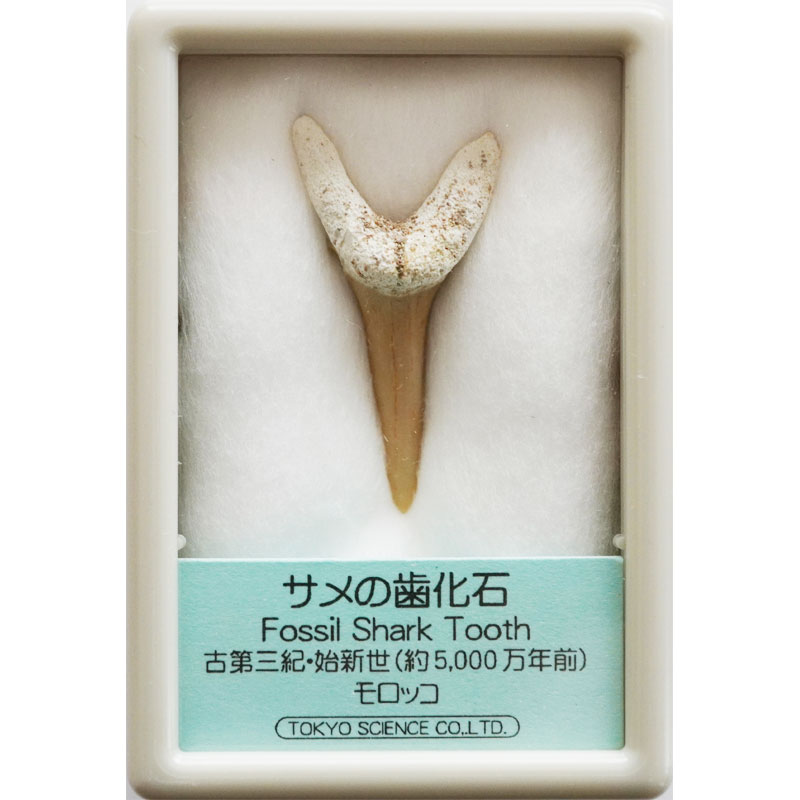 楽天市場】デイノニクスの爪 化石レプリカ 複製 : キッズマーケット