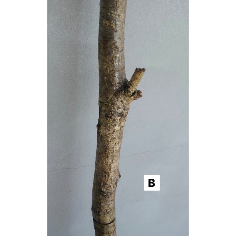 ENTOHOポール | Purveyors