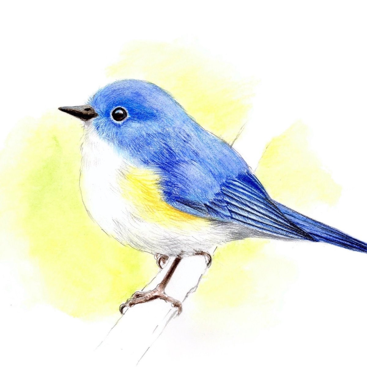 青い鳥【色見本】水彩色鉛筆画 | 絵のデータ販売 @水彩色鉛筆チャンネル