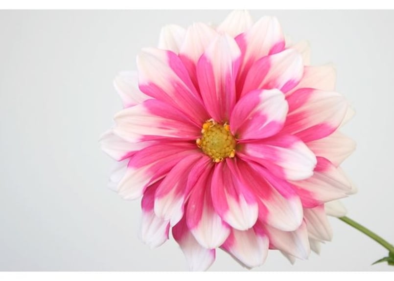 024a ピンクの花 | 下絵工房カルトーネ