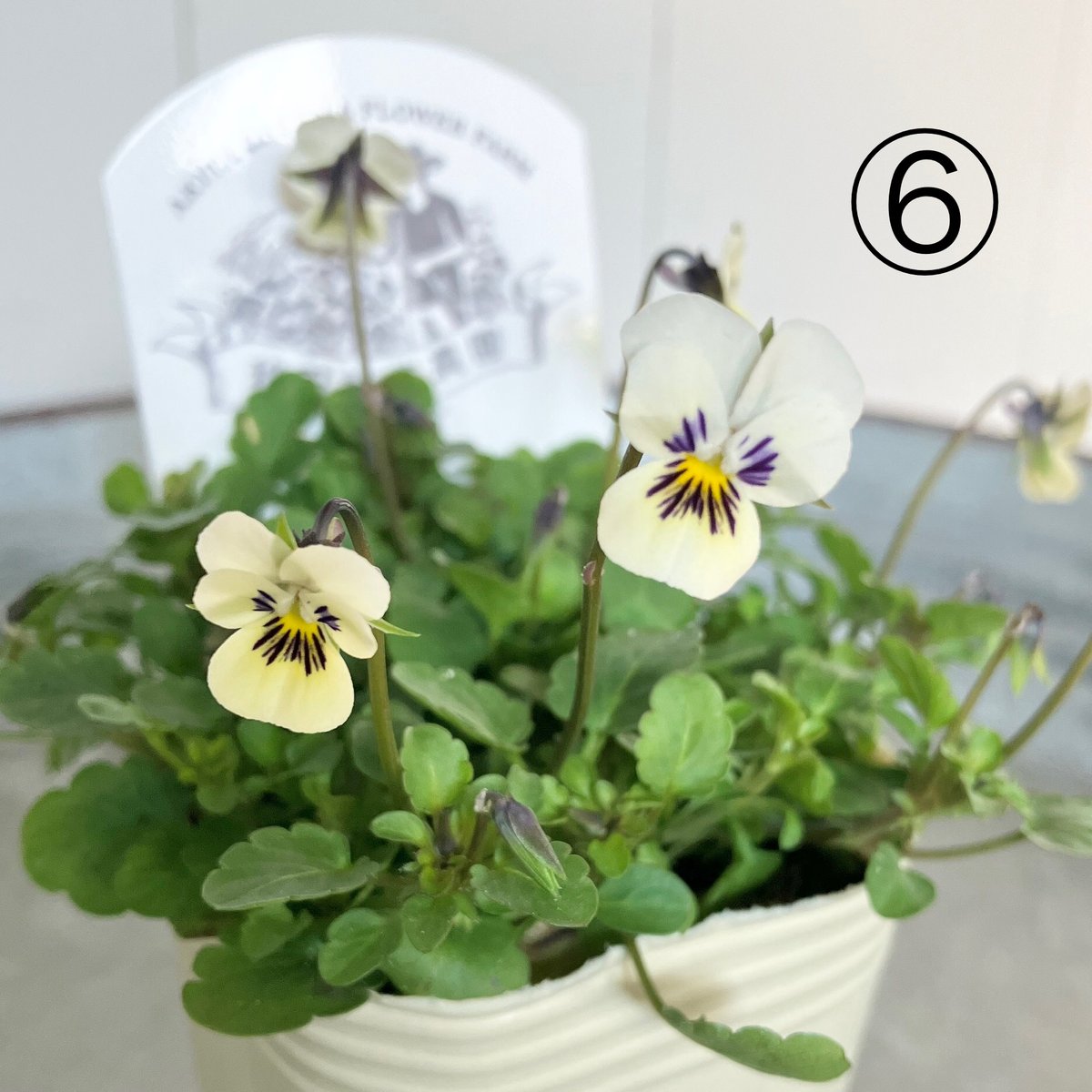 ☆レア☆秋田緑化農園オリジナル育種ビオラ 多摩の星空 | Luca's Garden