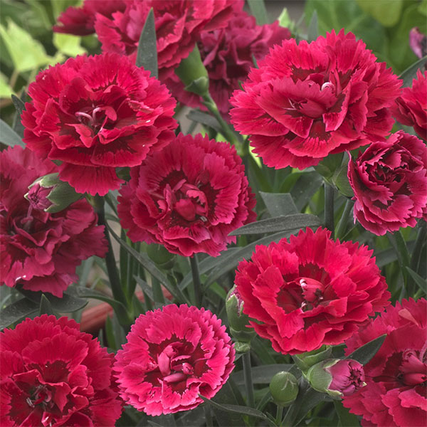 園芸ネット本店｜[26年3月中下旬予約]ダイアンサス（芳香性）：アロマ