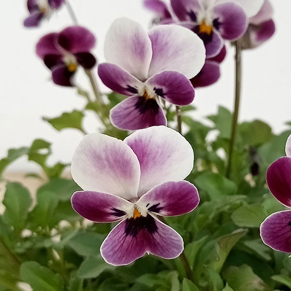 園芸ネット本店｜見元園芸さんのビオラ：ロシアンブルーの秘密3-3.5号