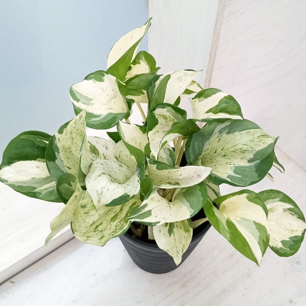 園芸ネット本店｜[26年3月中下旬予約]ポトス：ステータス 4号鉢植え の