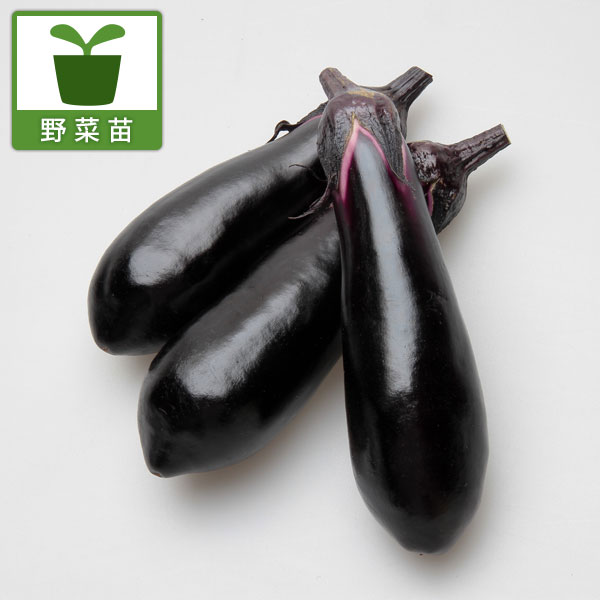 園芸ネット本店｜[送料無料][26年4月下旬予約]ナス：超やわらかナス