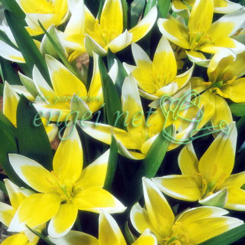 園芸ネット本店｜原種系チューリップ：タルダ2球植え3号ポット の通販