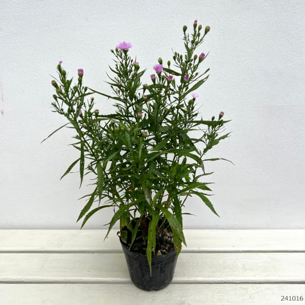 園芸ネット本店｜八重咲クジャクアスター ピンク4号ポット の通販【公式】