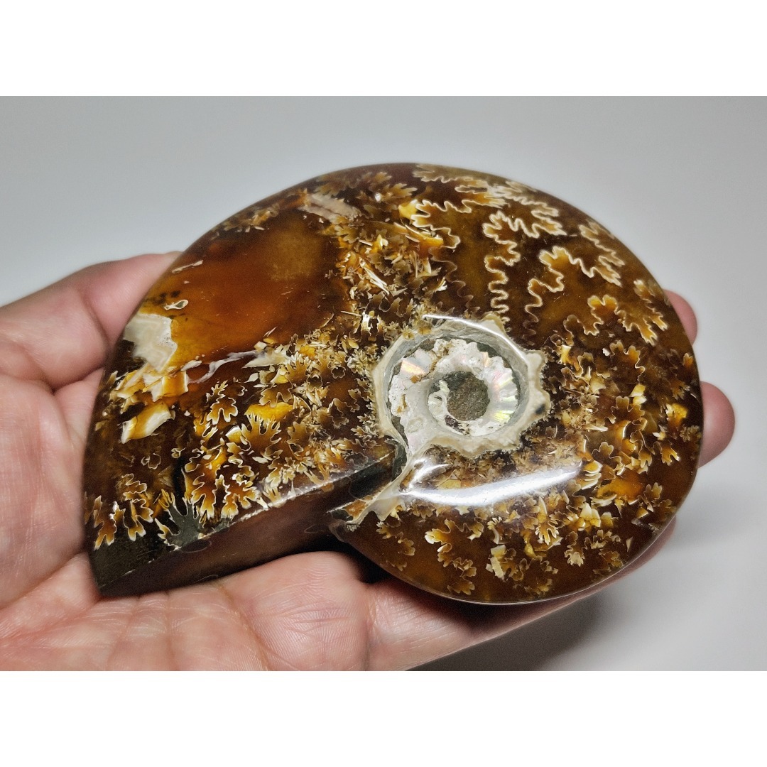 アンモナイト 383g アンモライト オパール 原石 鑑賞石 自然石 誕生石