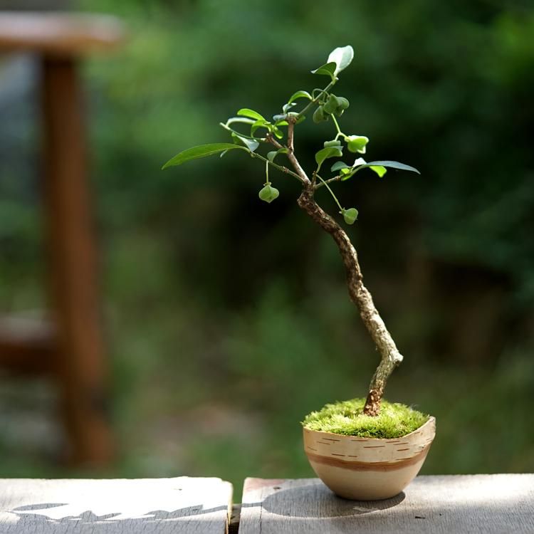 北海道の白樺を丸ごと使った盆栽鉢です。