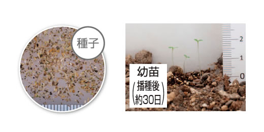 ヨモギ | 株式会社石沢商事
