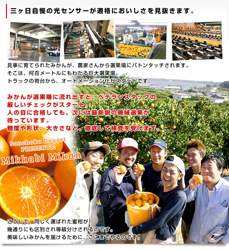 静岡県より産地直送 JAみっかび 三ケ日みかん (早生品種) 3Lサイズ 8