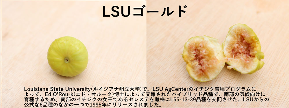 イチジク イチジク直送 観音山フルーツガーデンのイチジク