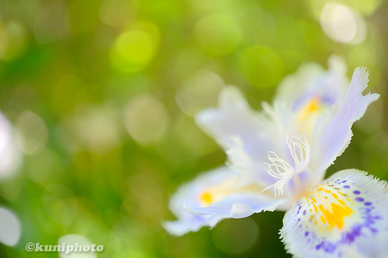 富士フイルムのマクロレンズを比較してみた！ - 関西カメラ女子部