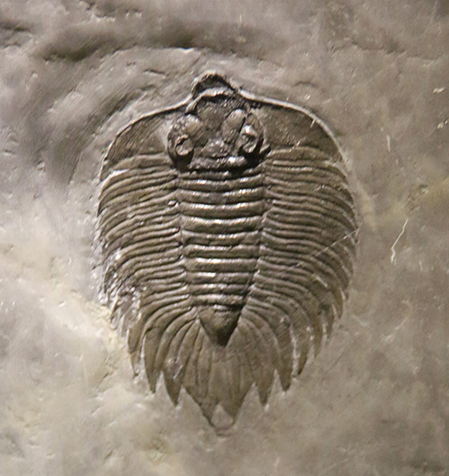 進化の目で見る生き物たち｜科学バー