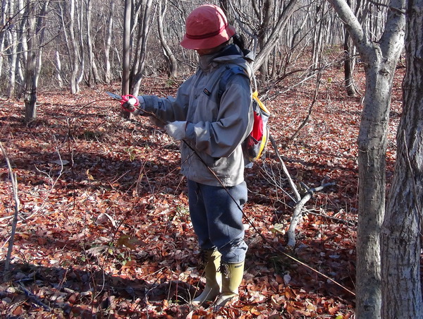あけび蔓 | ちいくろ工房