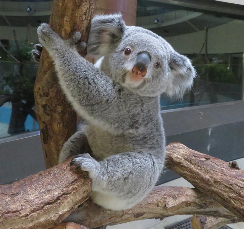 来日40周年＜コアラ＞絶滅危惧種、意外な6つの生態「繊細でグルメ、歯